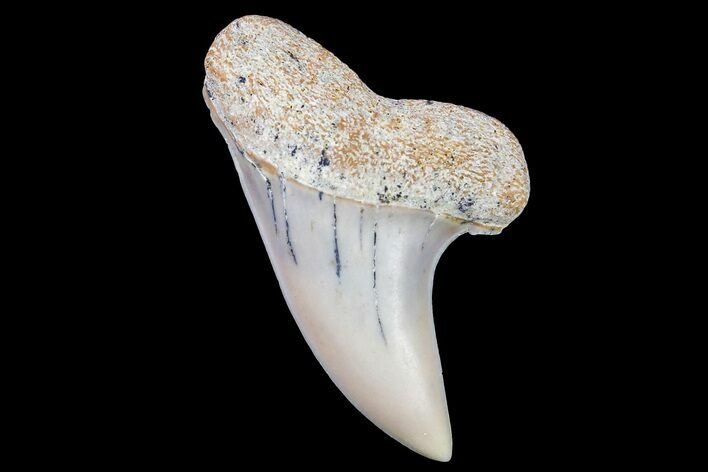 Fossil Shark Tooth (Carcharodon planus) - Bakersfield, CA #178281